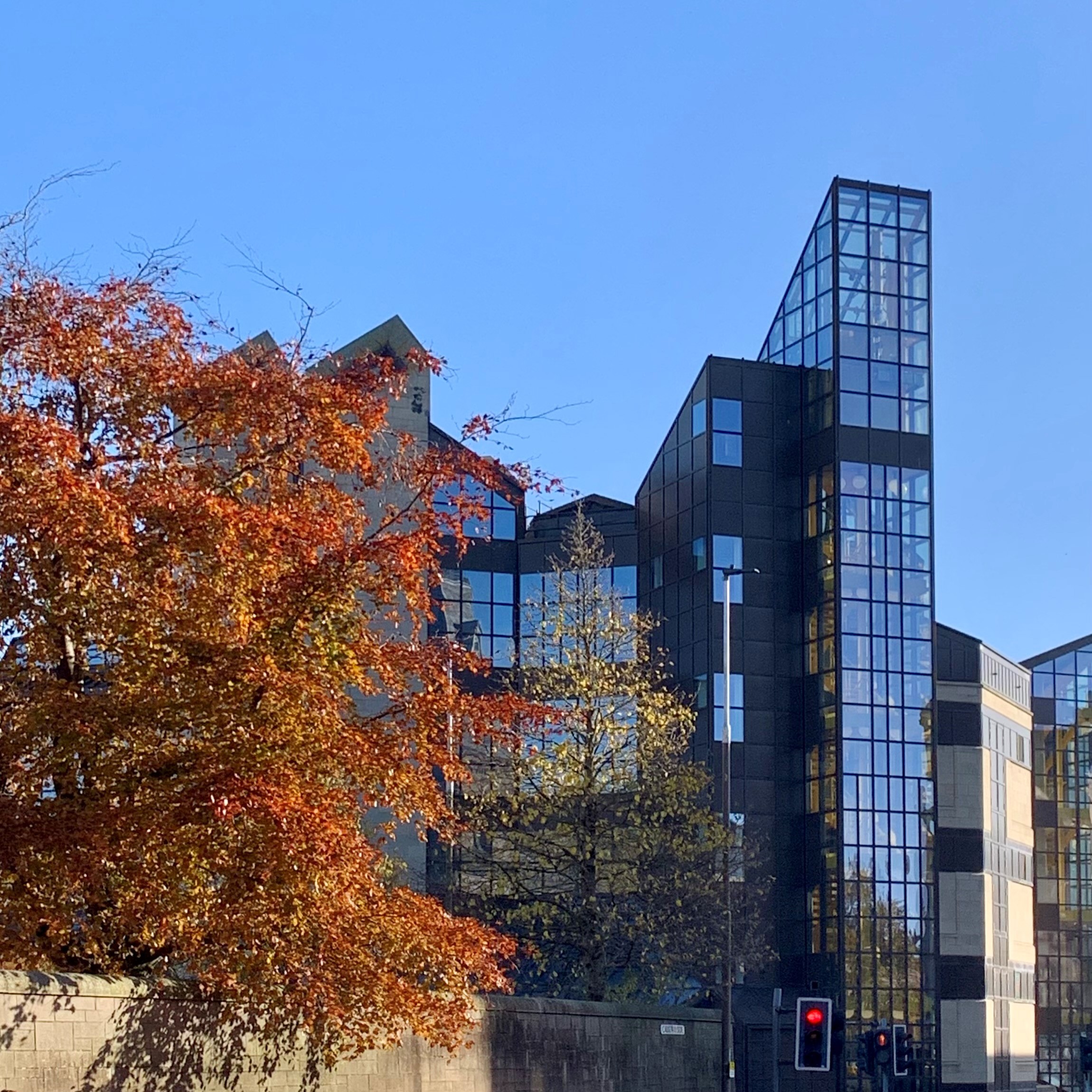 CB Autumn Tree