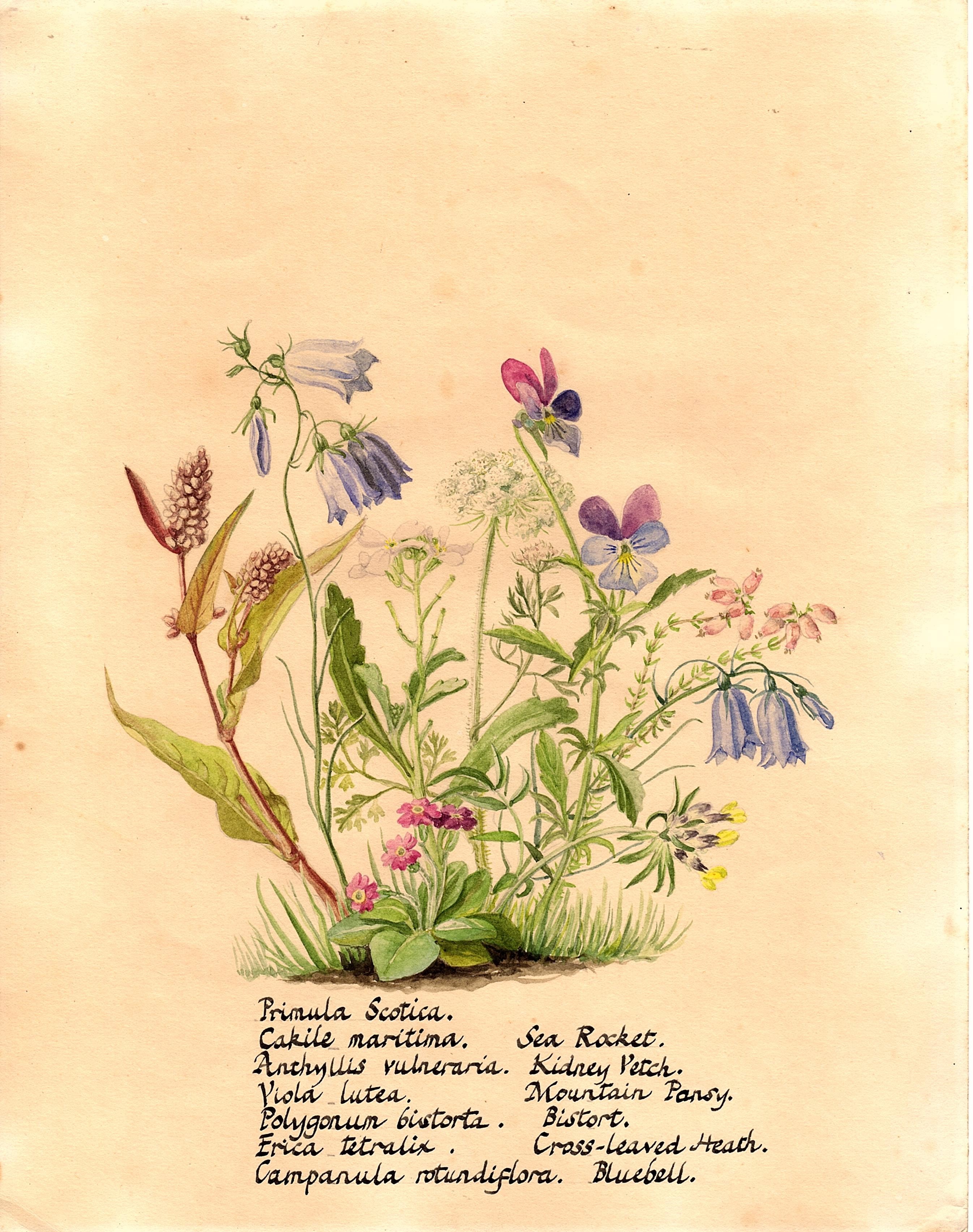 Strathnaverprimula Scotica