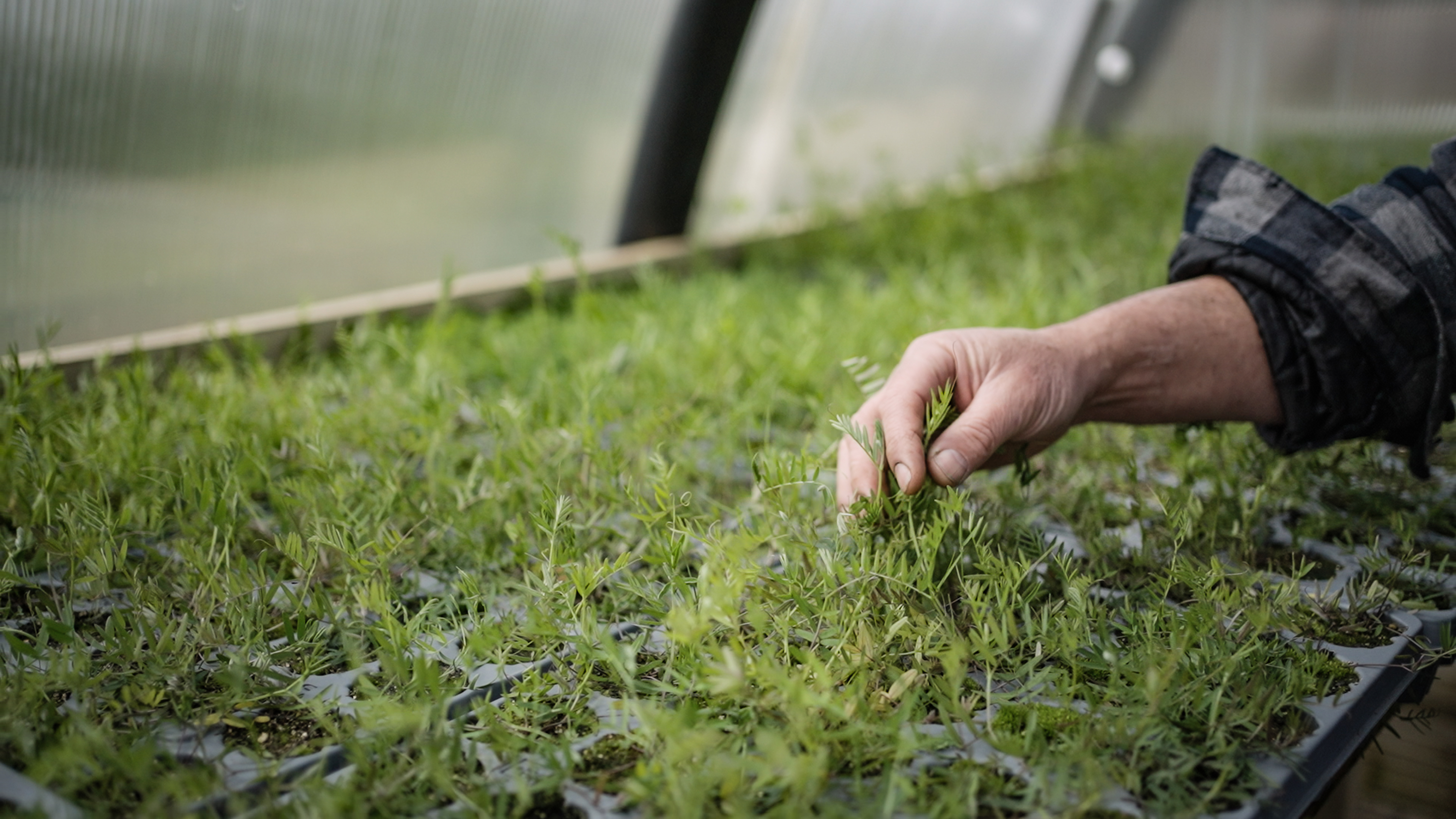 Shetland Amenity Trust Horticulture Unit