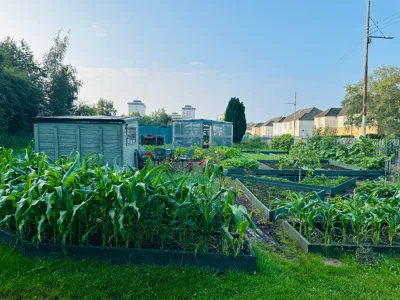 Picture of Glasgow Afghan United Community Allotment