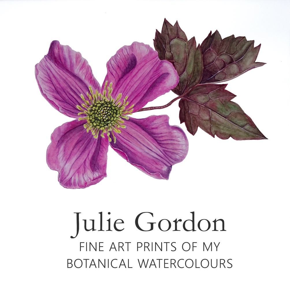 Julie Clematis For Dod