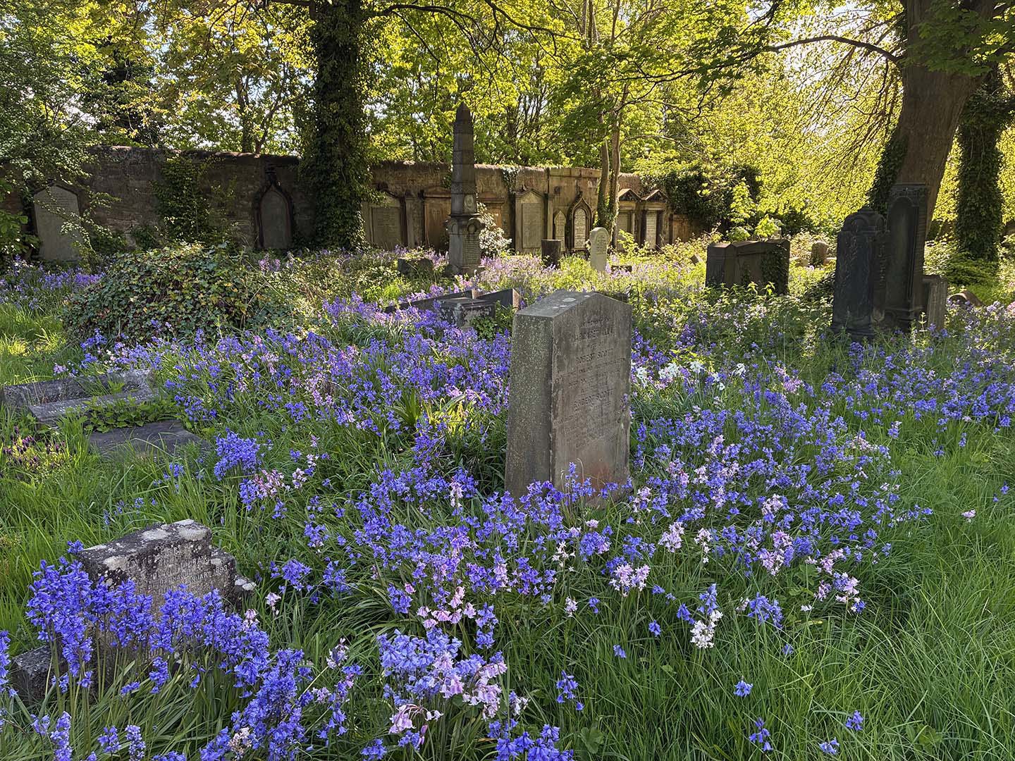 Warristoncemetery Bluebells Sm