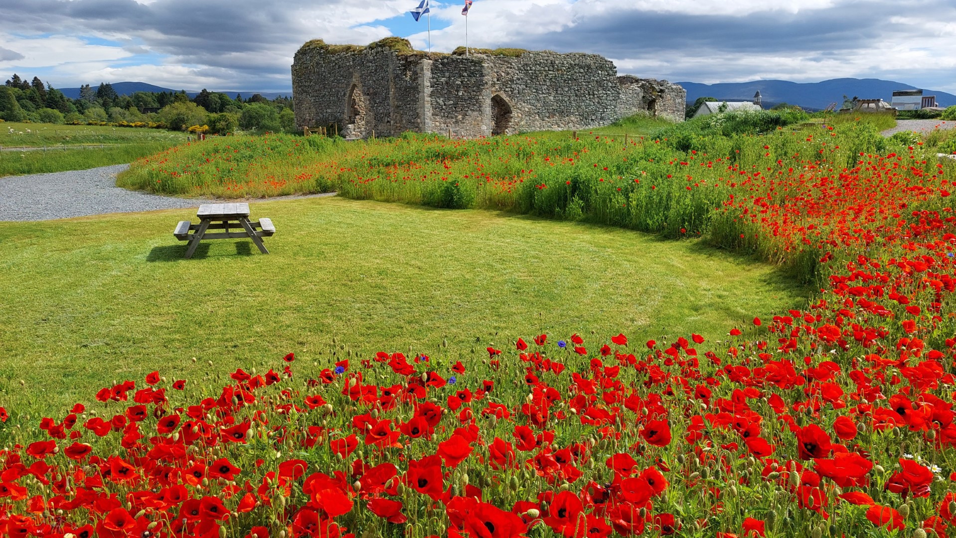 20220615_castle-roy-poppies.jpg