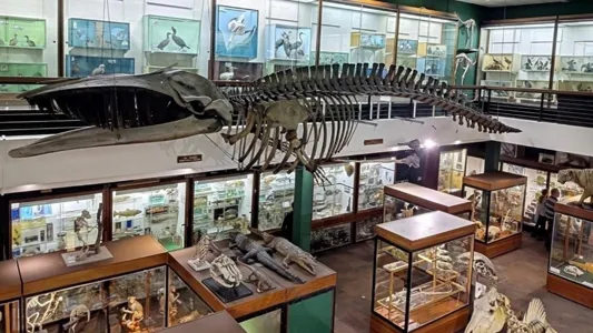 Picture of The Zoology Museum
