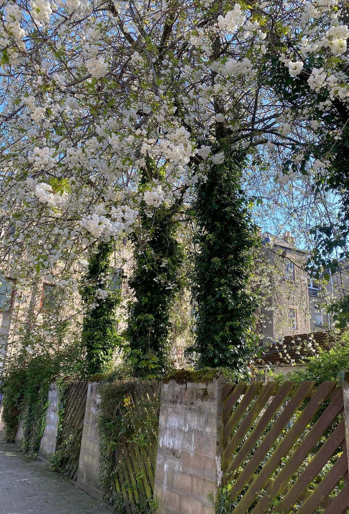 Cherry Trees