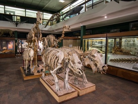 zoology-museum.jpg