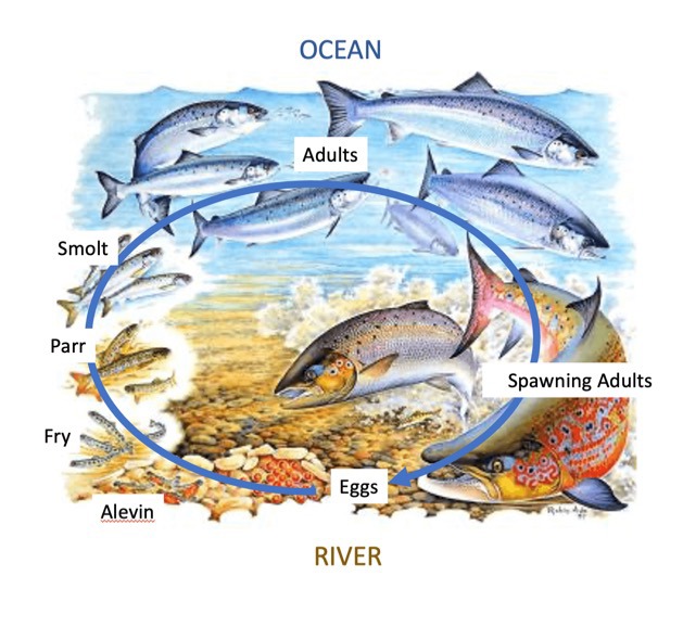 Research Cycle (1)