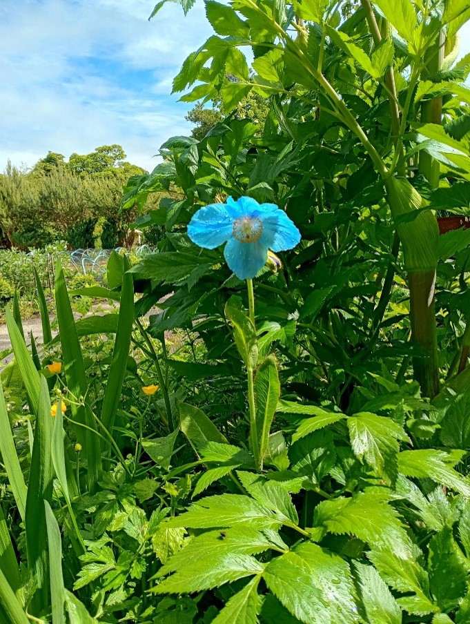 Royal Edinburgh Community Gardens 2
