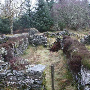 Picture of Bute Community Forest